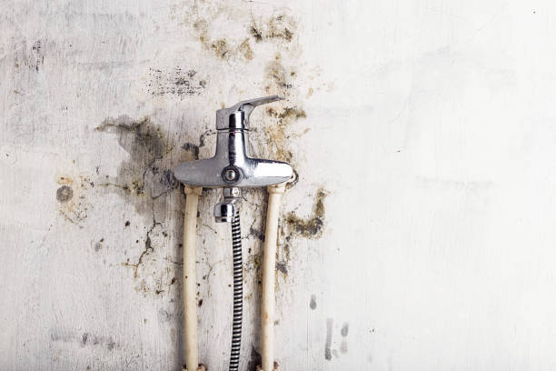 Mold Removal and Inspection in Millsboro, DE