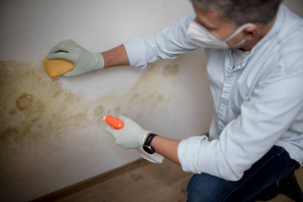 Best Emergency Mold Removal  in Millsboro, DE
