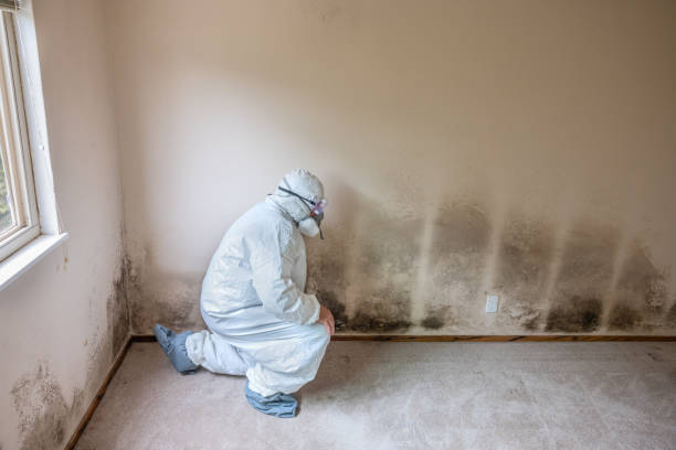 Home Mold Removal in Millsboro, DE