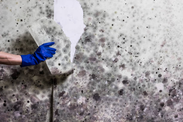 Best Mold Cleaning Services  in Millsboro, DE